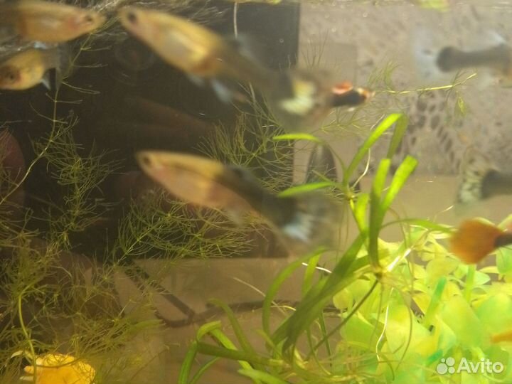 Рыбки гуппи