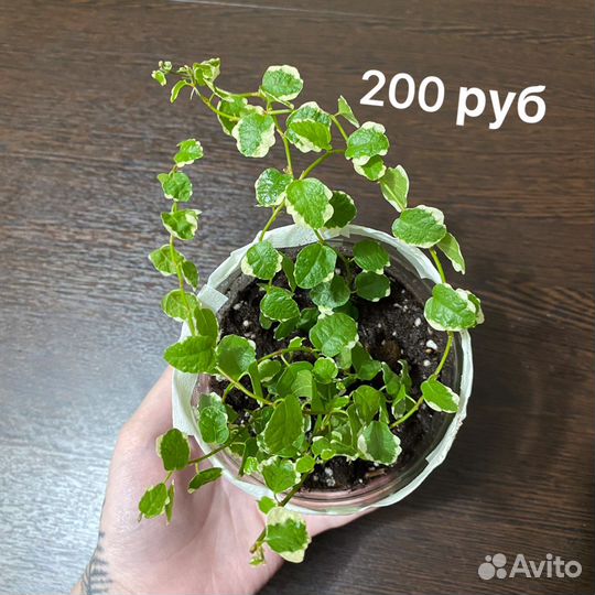 Фикус пумила вайт санни