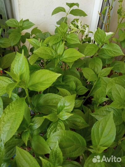 Гортензия метельчатая Геркулес, Лаймлайт и др