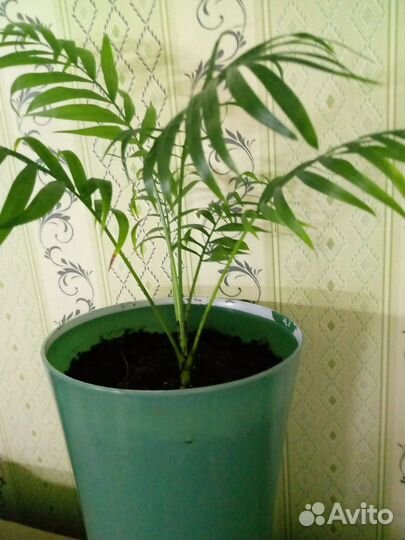 Пальма хамедорея 30 см