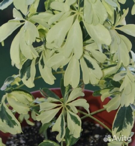 Комнатные цветы. Шеффлера Janine var