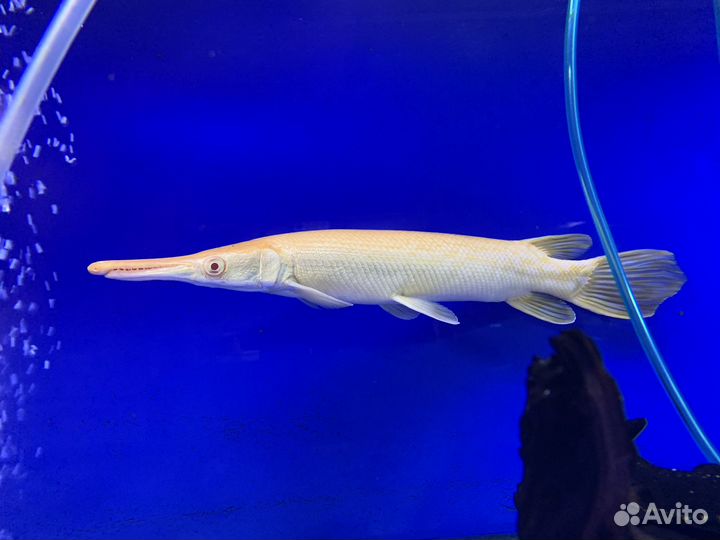 Щука аквариумная альбино