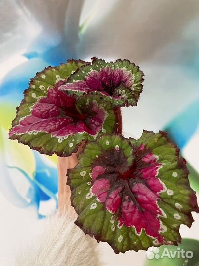 Бегония декоративно лиственная