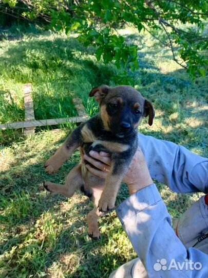 Щенки в добрые руки