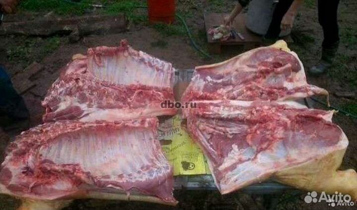 Мясо свинина
