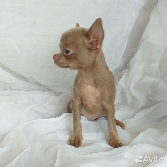 Щенки чихуахуа