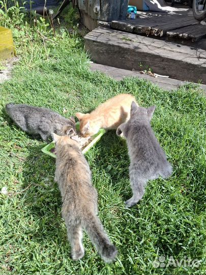 Котята в добрые руки