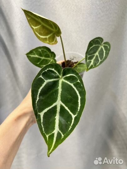 Комнатные цветы-антуриум