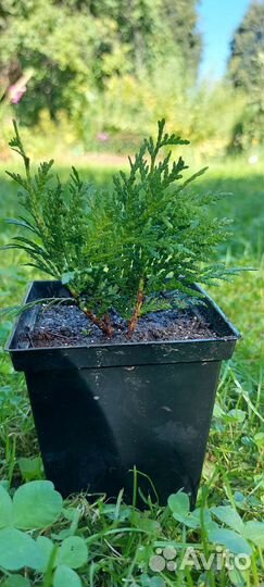 Туя западная Даника шаровидная