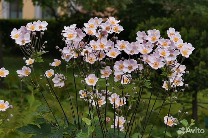 Пенстемон Обриета Термопсис Герань