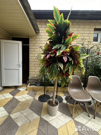 Пальма драцена