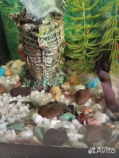 Маленькие сомики прилипалы (анцитрусы)