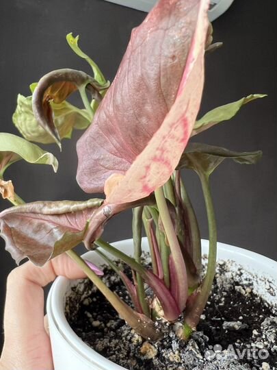 Синг Клубничный лёд