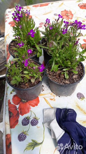 Рассада разных растений