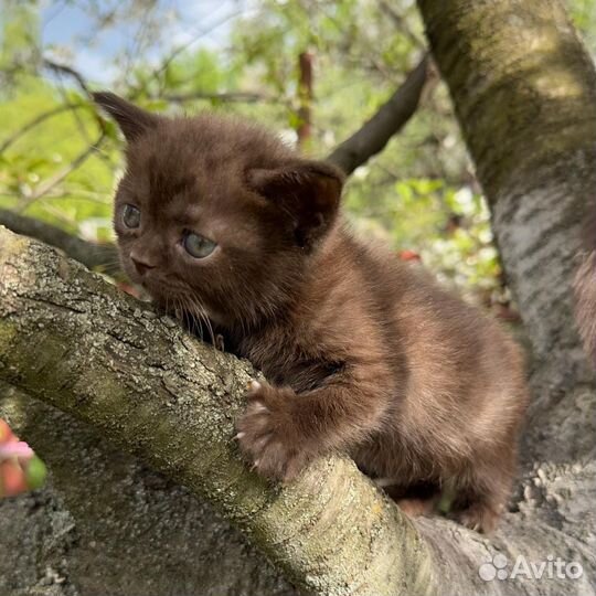 Британские котята