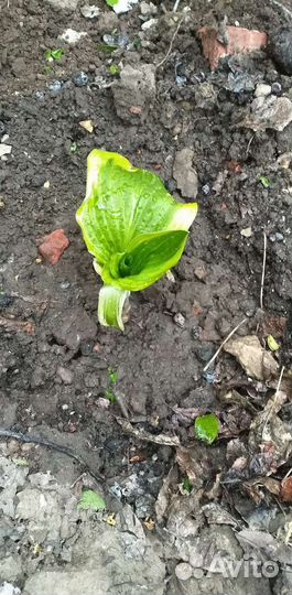 Хоста с жёлтой каймой