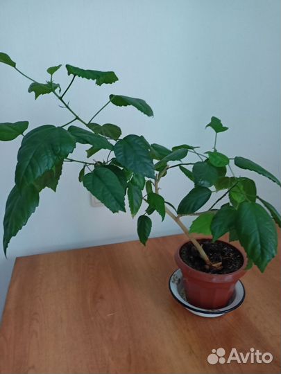 Цветы: Фикус бенджамина большой, шефлера, гибискус