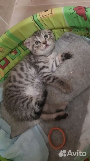 Шотландские вислоухие котята