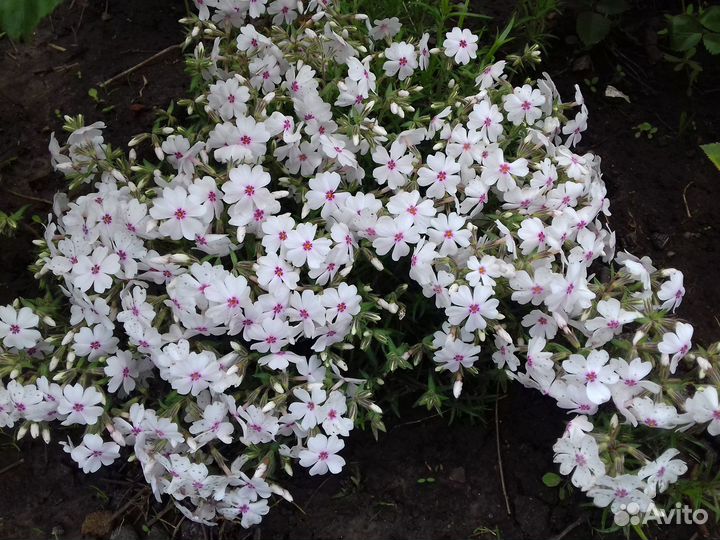 Флокс шиловидный 