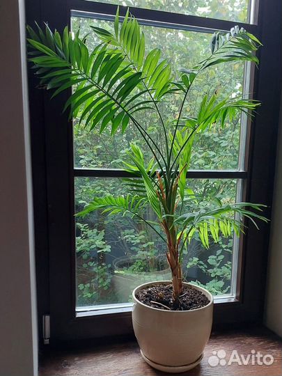 Пальма 75см + кашпо 20см