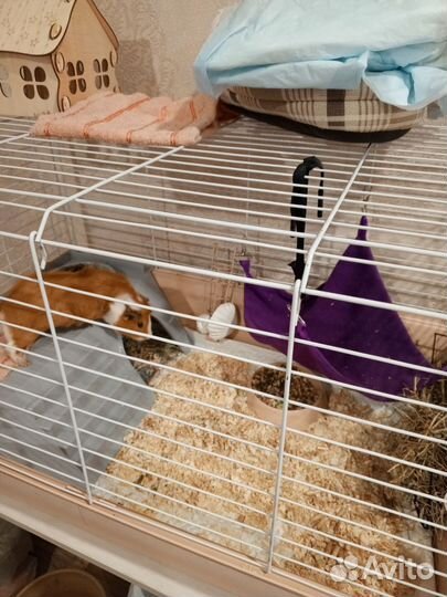 Морская свинка с большой клеткой