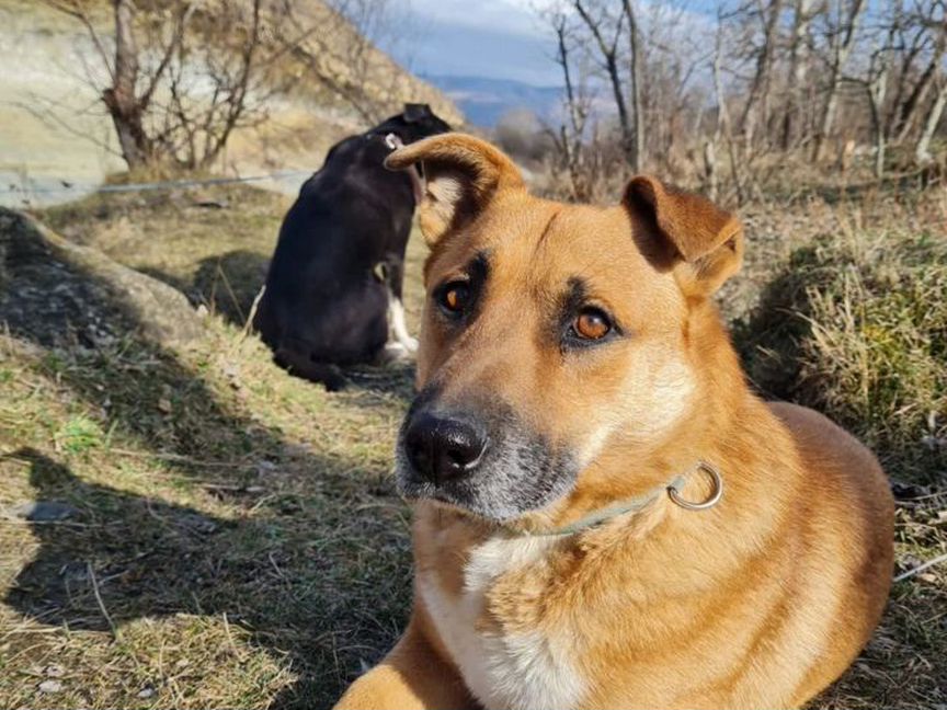 Маленькая собака Рыжий в добрые руки бесплатно