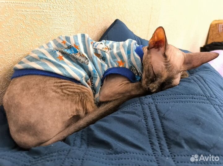 Кошка в добрые руки
