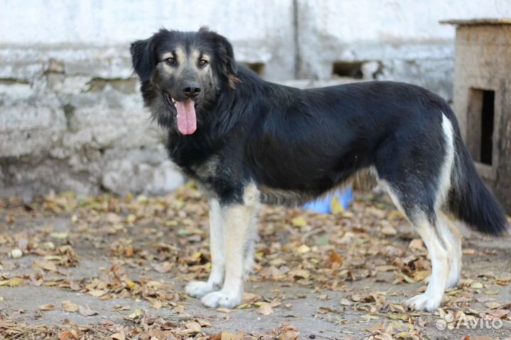 Собака в добрые руки