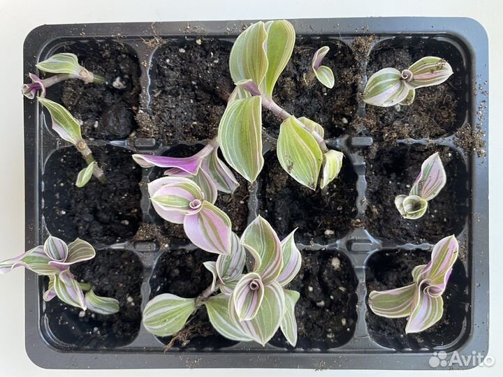 Традесканция