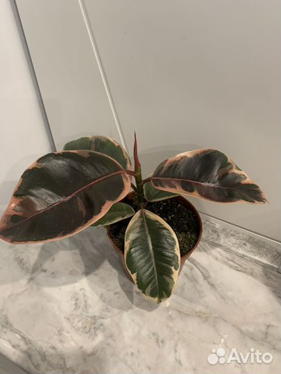 Сортовые фикусы