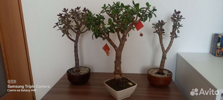 Толстянка, денежное дерево