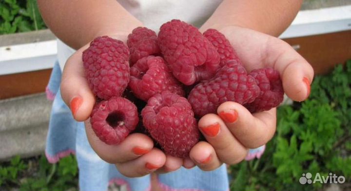 Саженцы малина пшехиба