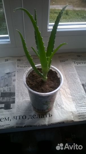 Алое вера растение