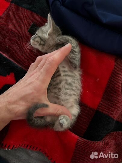 Котенок мальчик