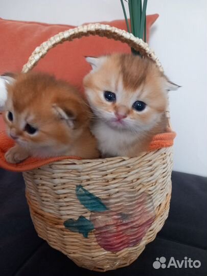 Шотландские котята
