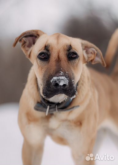 Собака в добрые руки
