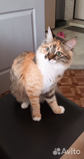 Котята в добрые руки бесплатно