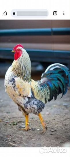 Продам Молодых Петушков на Мясо и на разведение