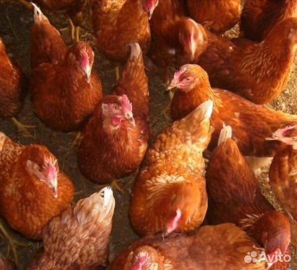 Куры несушки