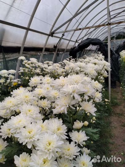 Хризантема местная своя