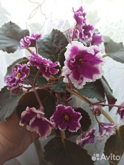 Сортовые фиалки