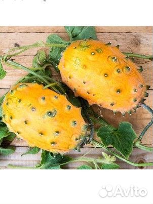 Кивано рассада вкусный и полезный