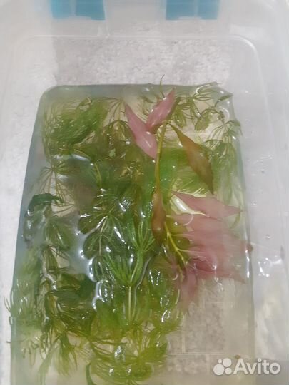 Водоросли для аквариума