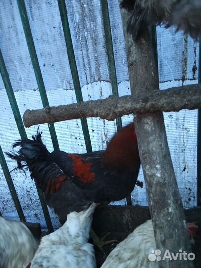 Молодые петухи