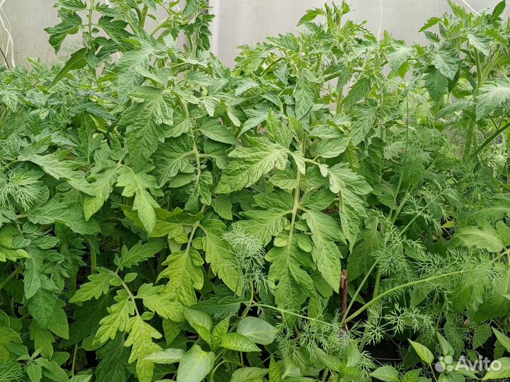 Рассада помидор, сладкого перца, зимней капусты