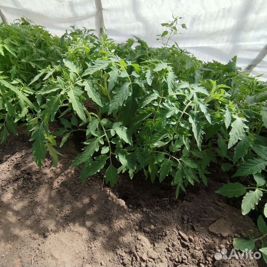 Рассада помидор