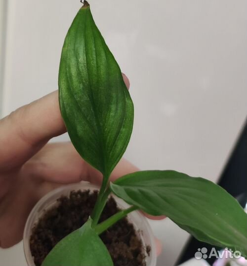 Спатифиллумв сортовые