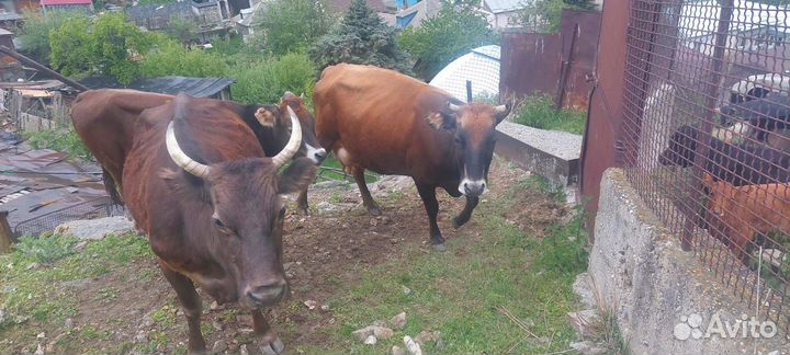 Коровы дойные молочные
