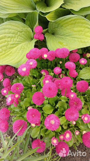 Цветы для сада