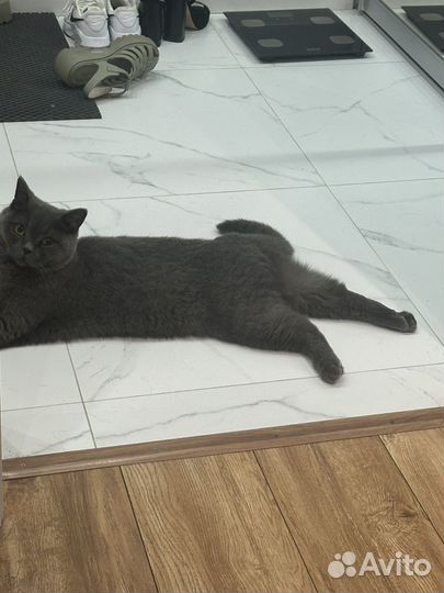 Британский кот